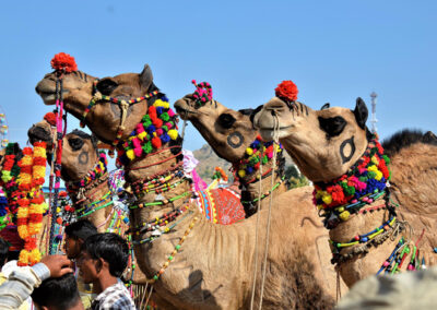 Gujarat1